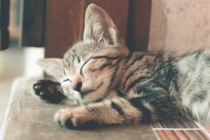 Tips for a Cat-Friendly Home